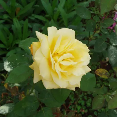 Villa Kosta Apartments MANI