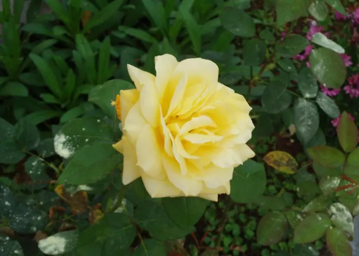 Villa Kosta Apartments MANI